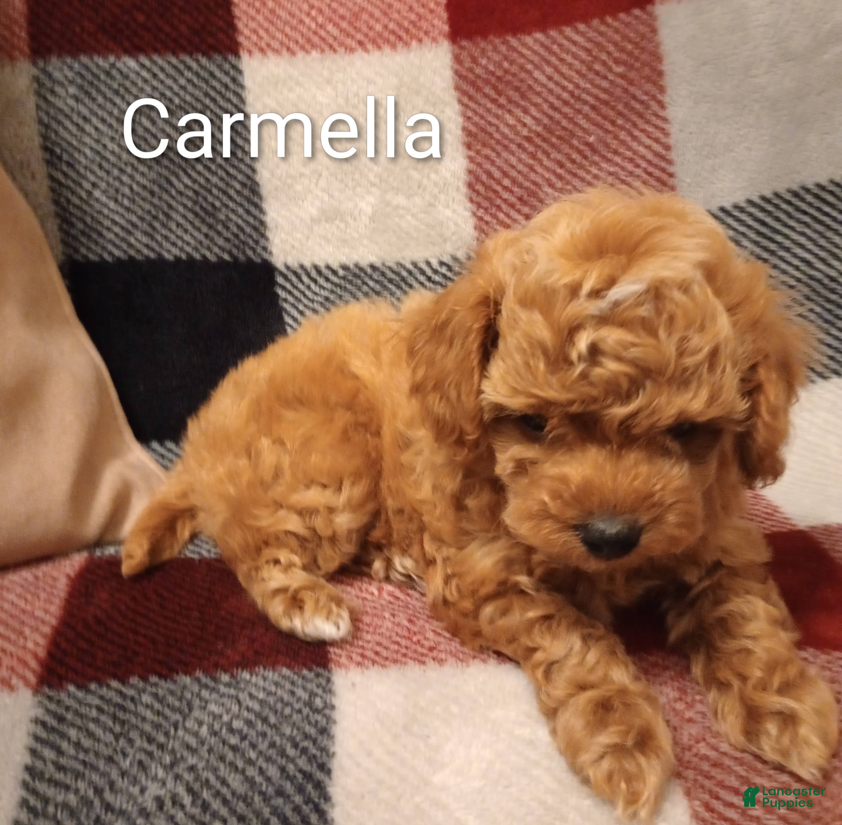 Toy Poodle dogs for sale: Carmella - Ad 1
