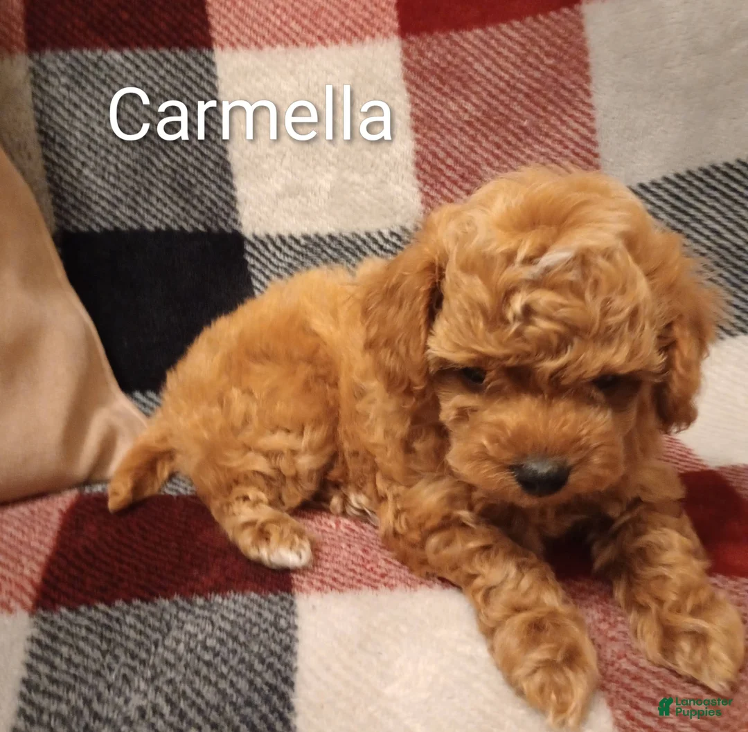 Toy Poodle dogs for sale: Carmella - Ad 1