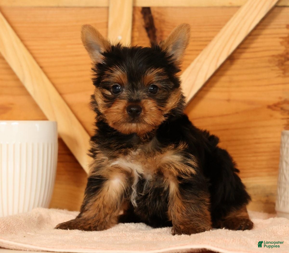 Yorkshire Terrier dogs Zane - Ad 2