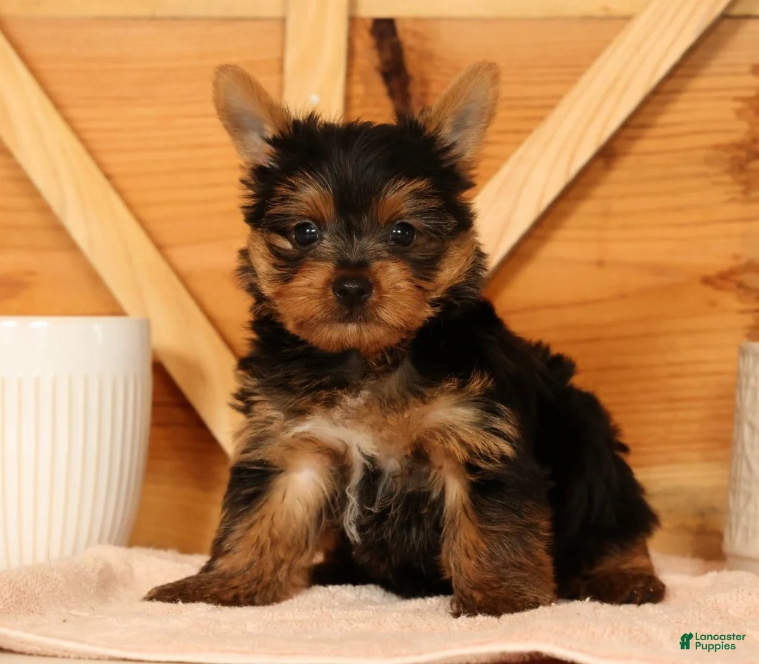 Yorkshire Terrier dogs for sale: Zane - Ad 2