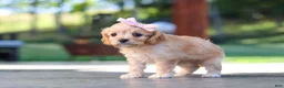 Cavapoo dogs for sale: Sky - Ad 6