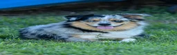 Miniature Australian Shepherd dogs for sale: Miniature Australian Shepherd 6 - Ad 11