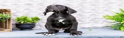 Great Dane dogs for sale: Zayne - Ad 5