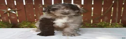 Giant Schnoodle dogs for sale: Micah - Ad 6
