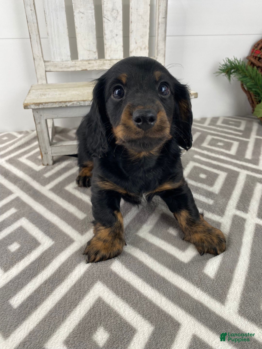 Miniature Dachshund dogs for sale: Daisy - Ad 6