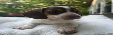 Maggie