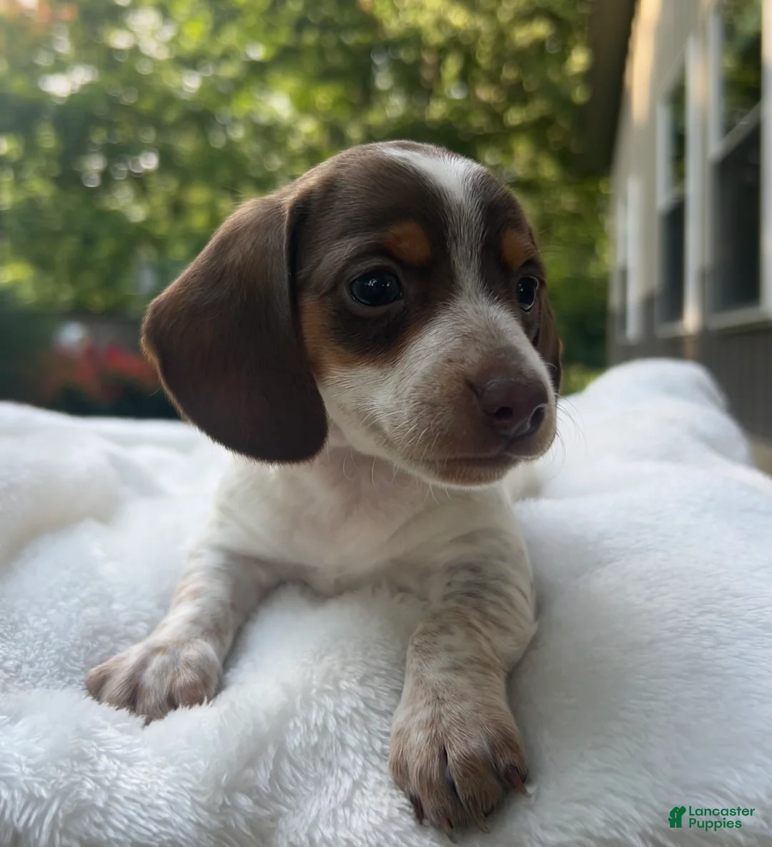 Miniature Dachshund dogs for sale: Maggie - Ad 1