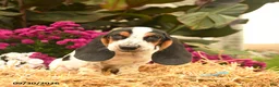 Basset Hound dogs for sale: Mia    - Ad 4