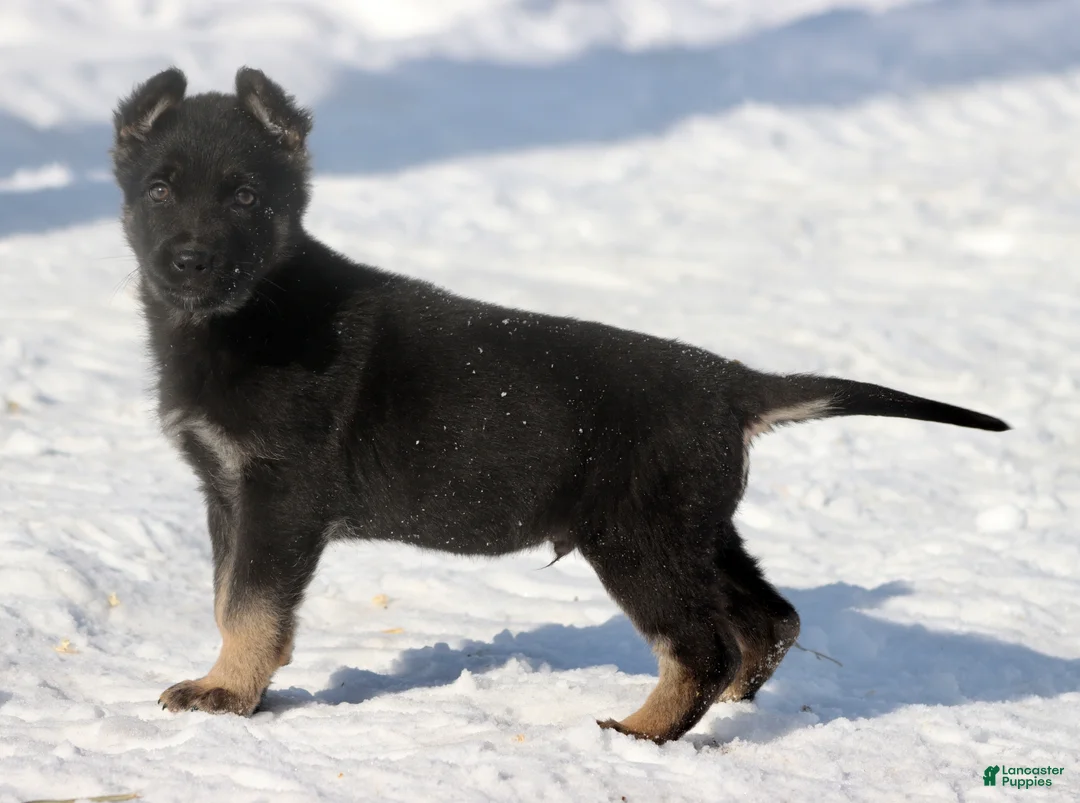 German Shepherd dogs for sale: Hero  - Ad 1