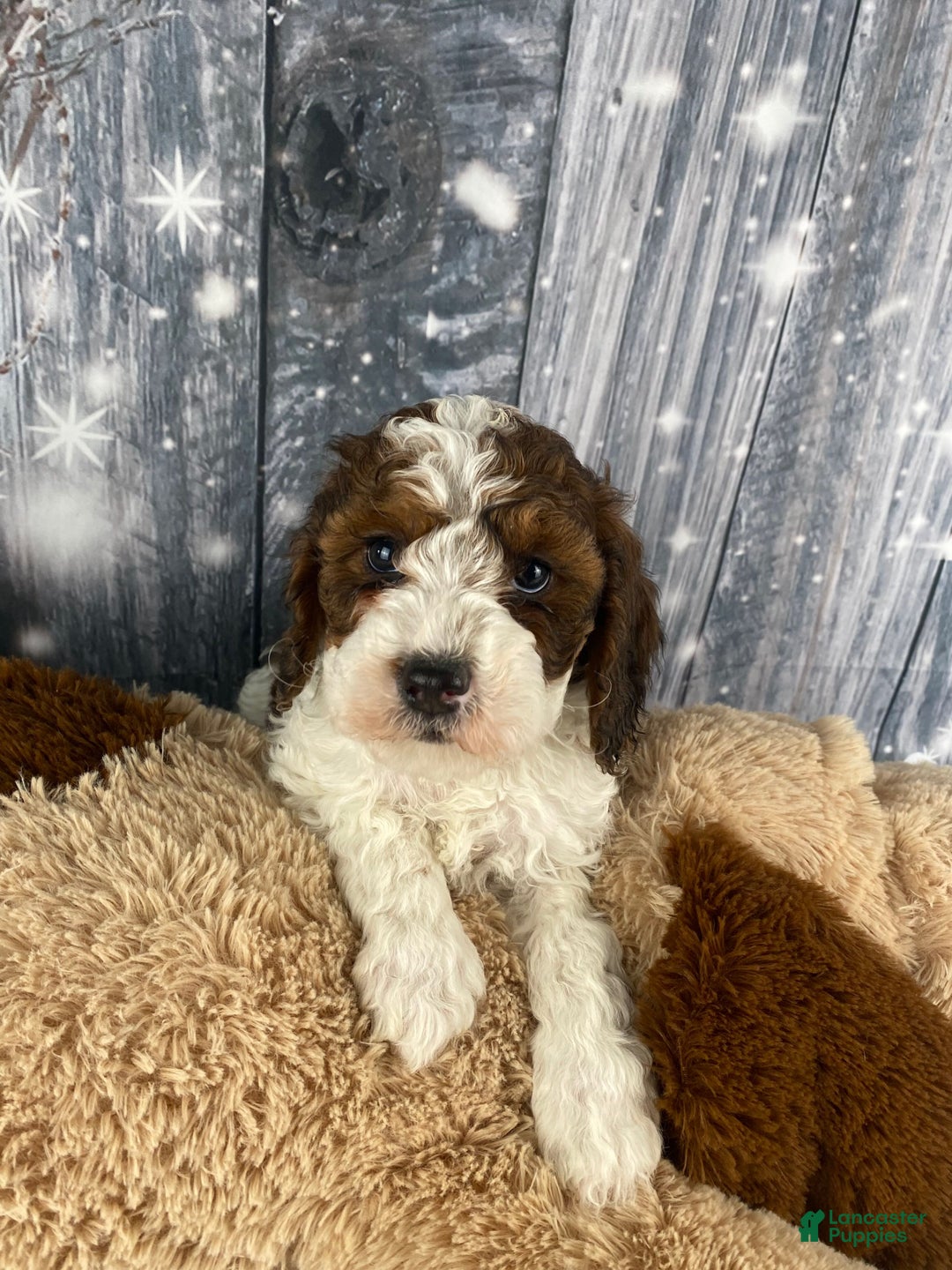 Cavapoo dogs for sale: Otto - Ad 2