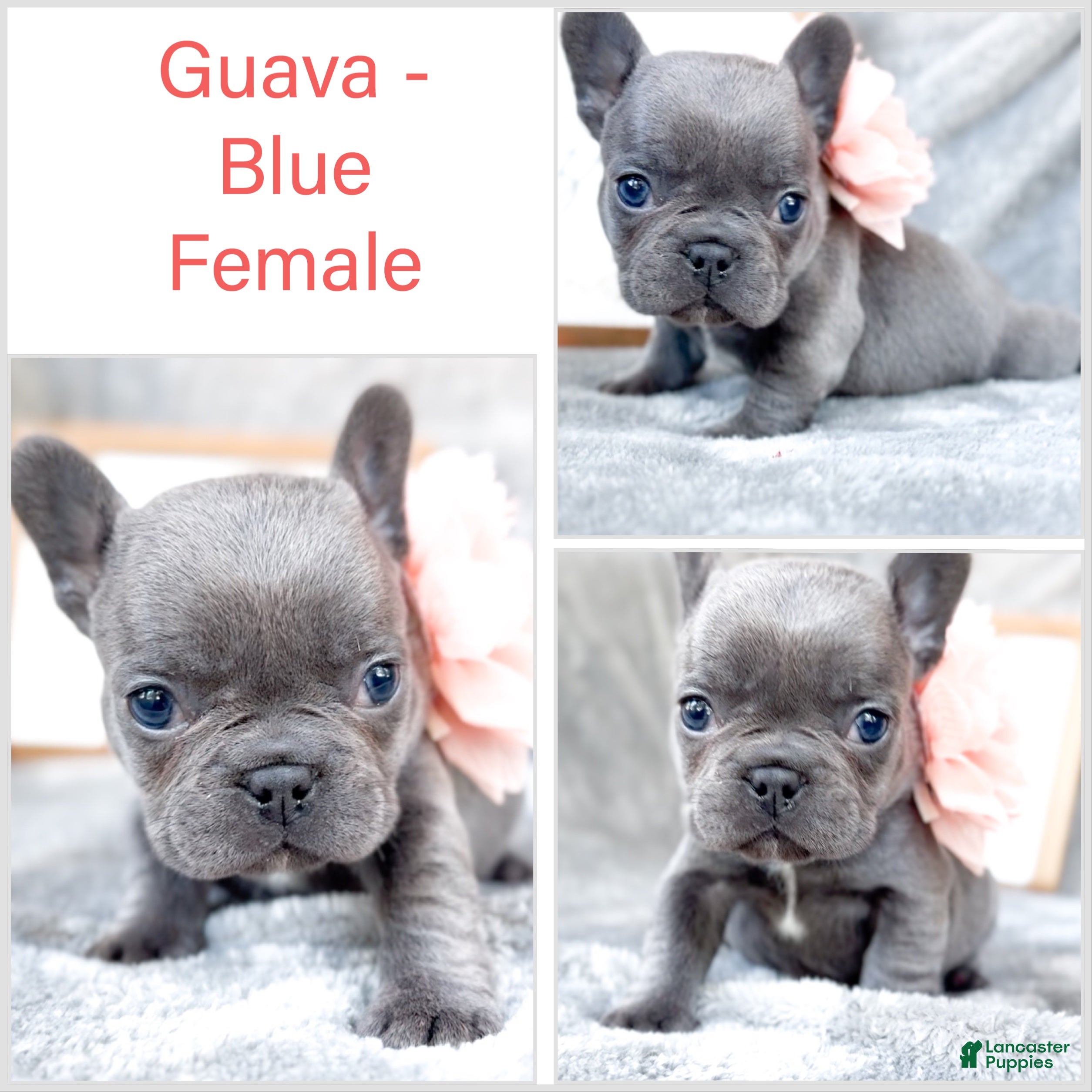 French Bulldog dogs for sale: Guava Blue AKC Female Frenchie - Ad 4