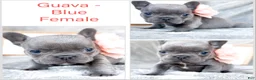 French Bulldog dogs for sale: Guava Blue AKC Female Frenchie - Ad 1