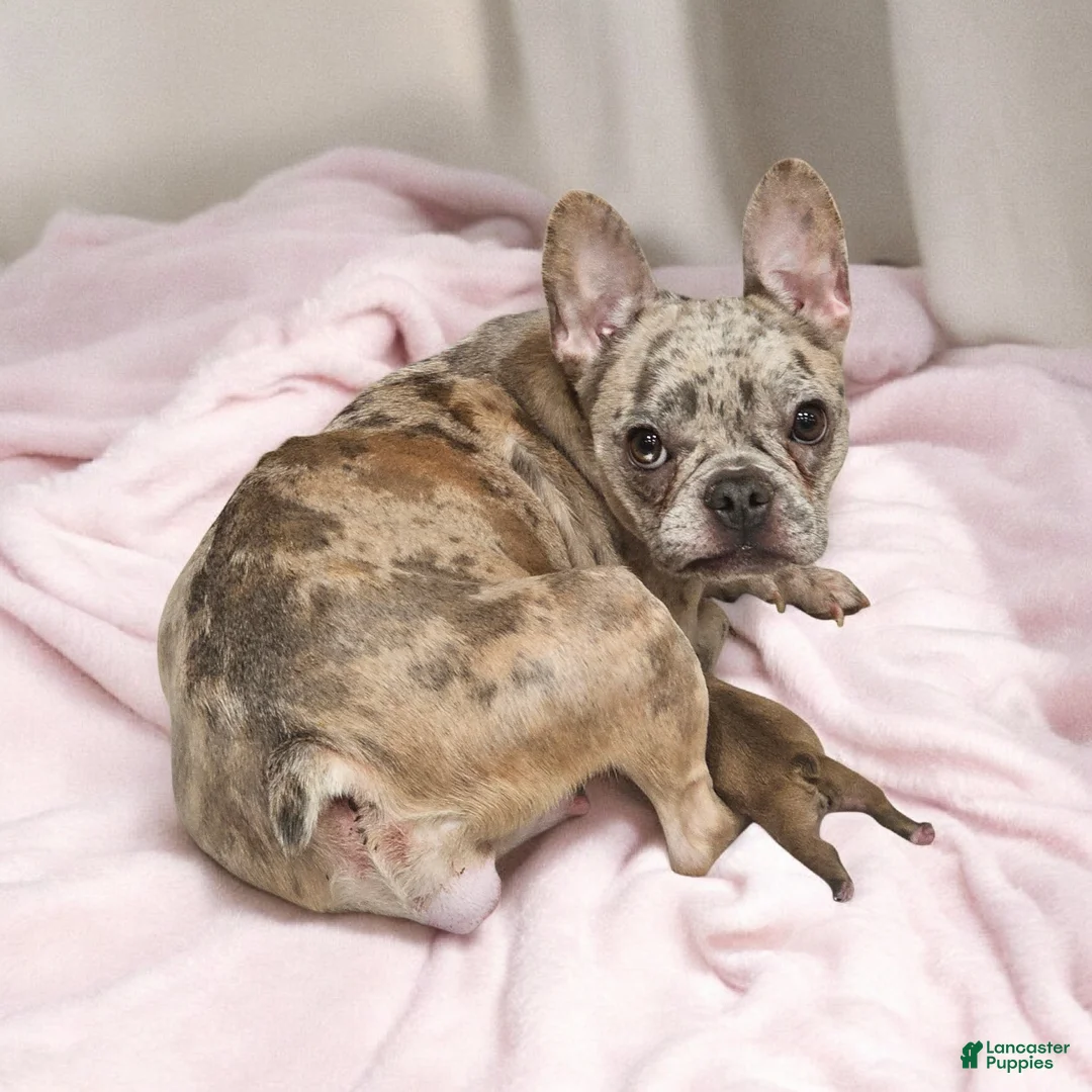 French Bulldog dogs for sale: Noodle - Ad 3
