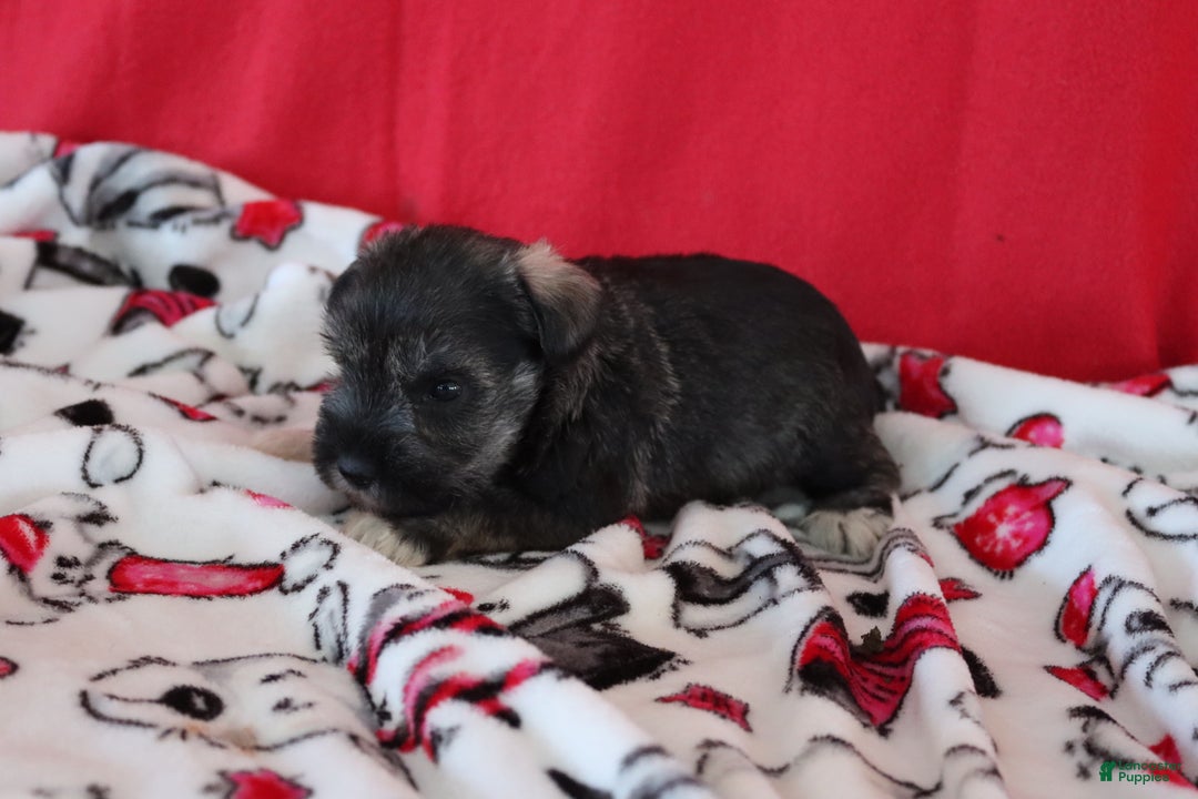 Miniature Schnauzer dogs for sale: tony - Ad 2