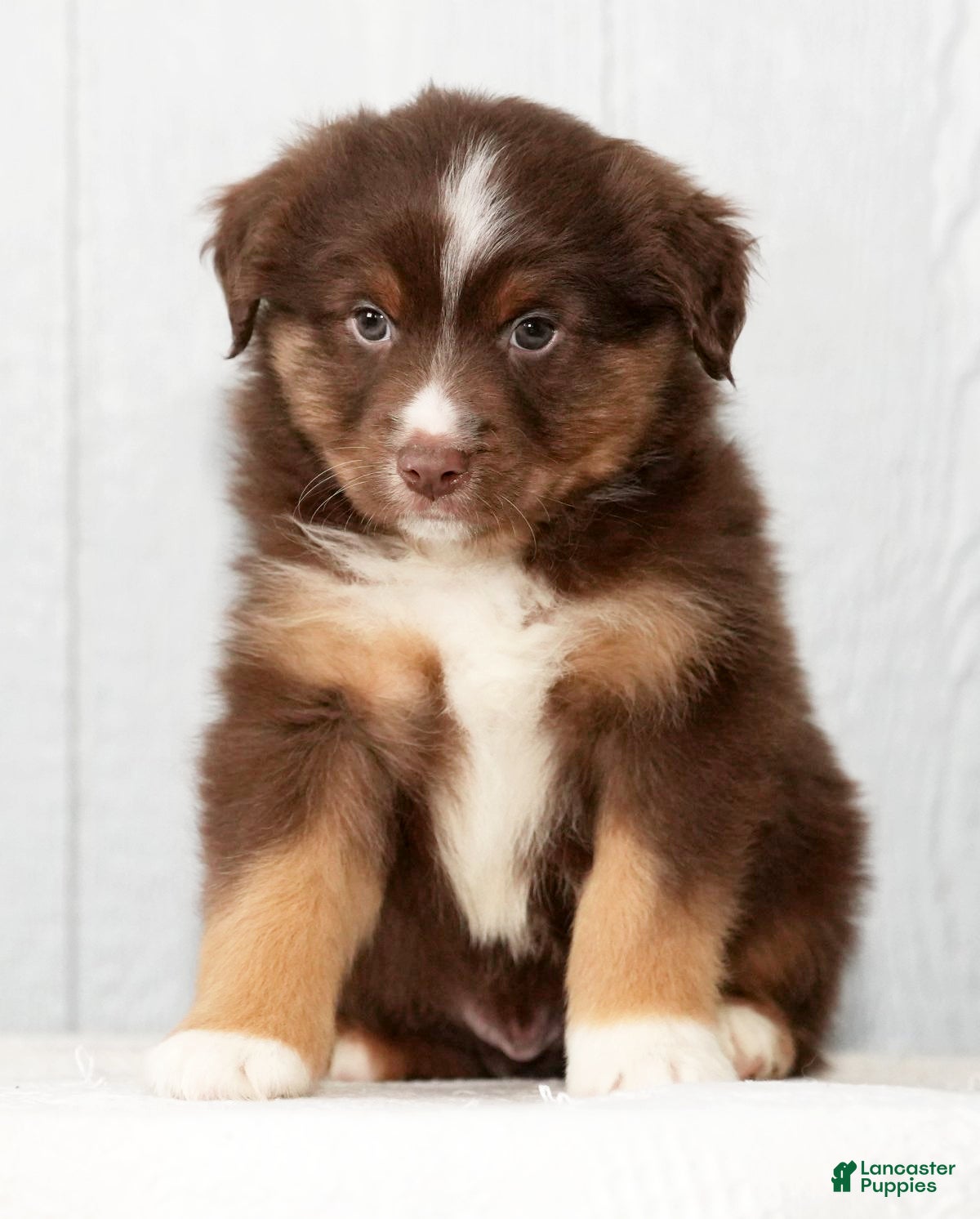 Miniature Australian Shepherd dogs Domino - Ad 42