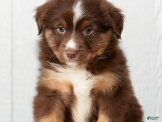 Miniature Australian Shepherd dogs Domino - Ad 37