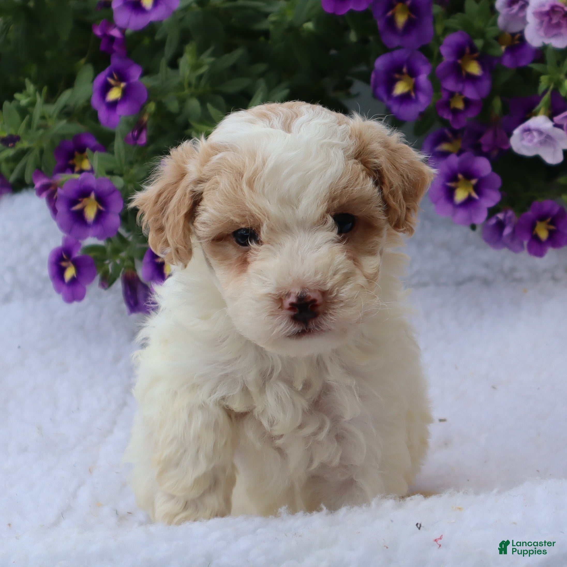 Mini Goldendoodle dogs Charita - Ad 2