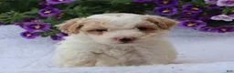Mini Goldendoodle dogs for sale: Charita - Ad 2