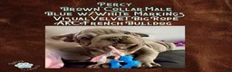 French Bulldog dogs for sale: Percy “Brown” Collar, Male - Ad 16