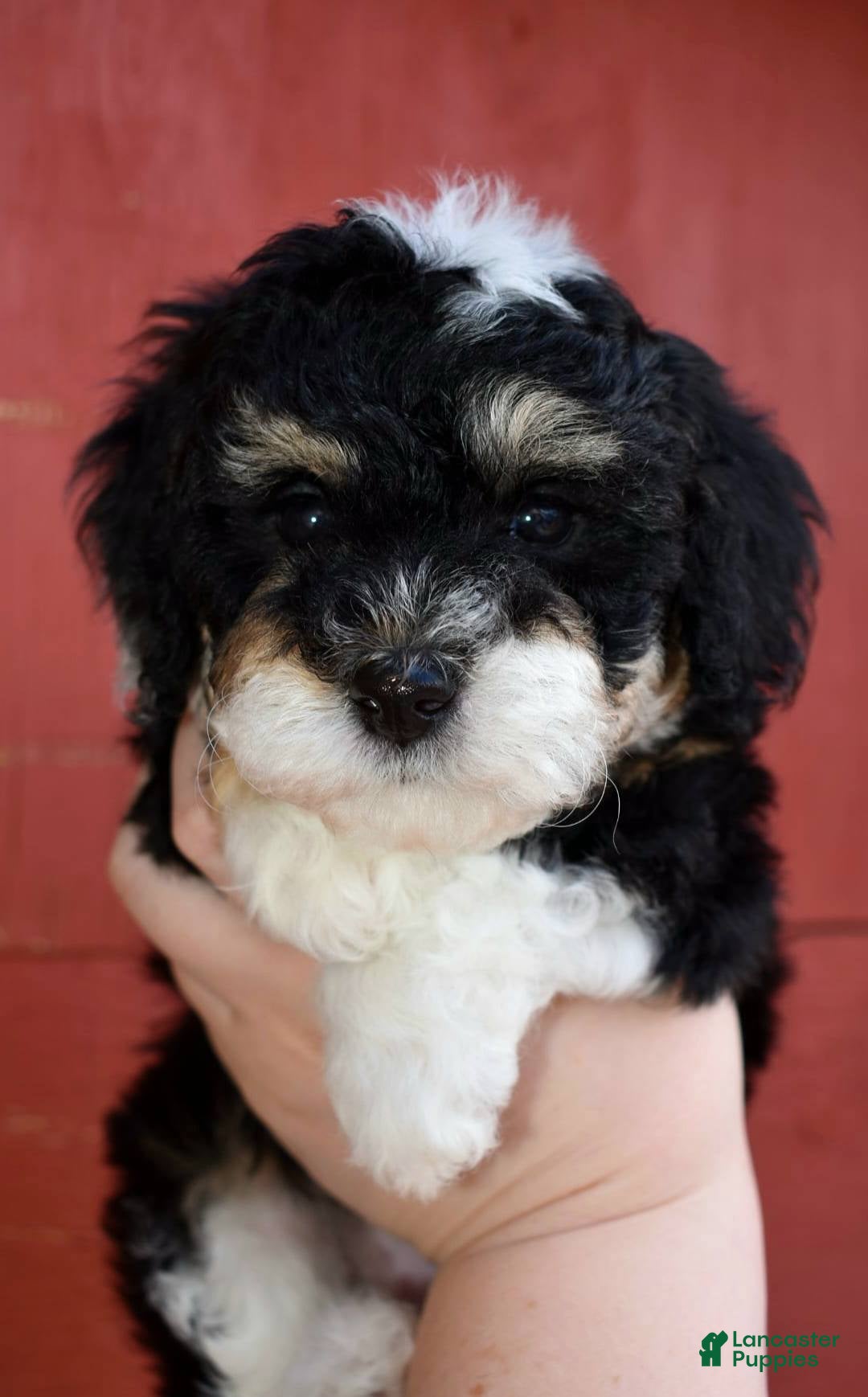 Miniature Poodle dogs Ariel - AKC Mini Poodle - Ad 2