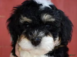 Miniature Poodle dogs Ariel - AKC Mini Poodle - Ad 2