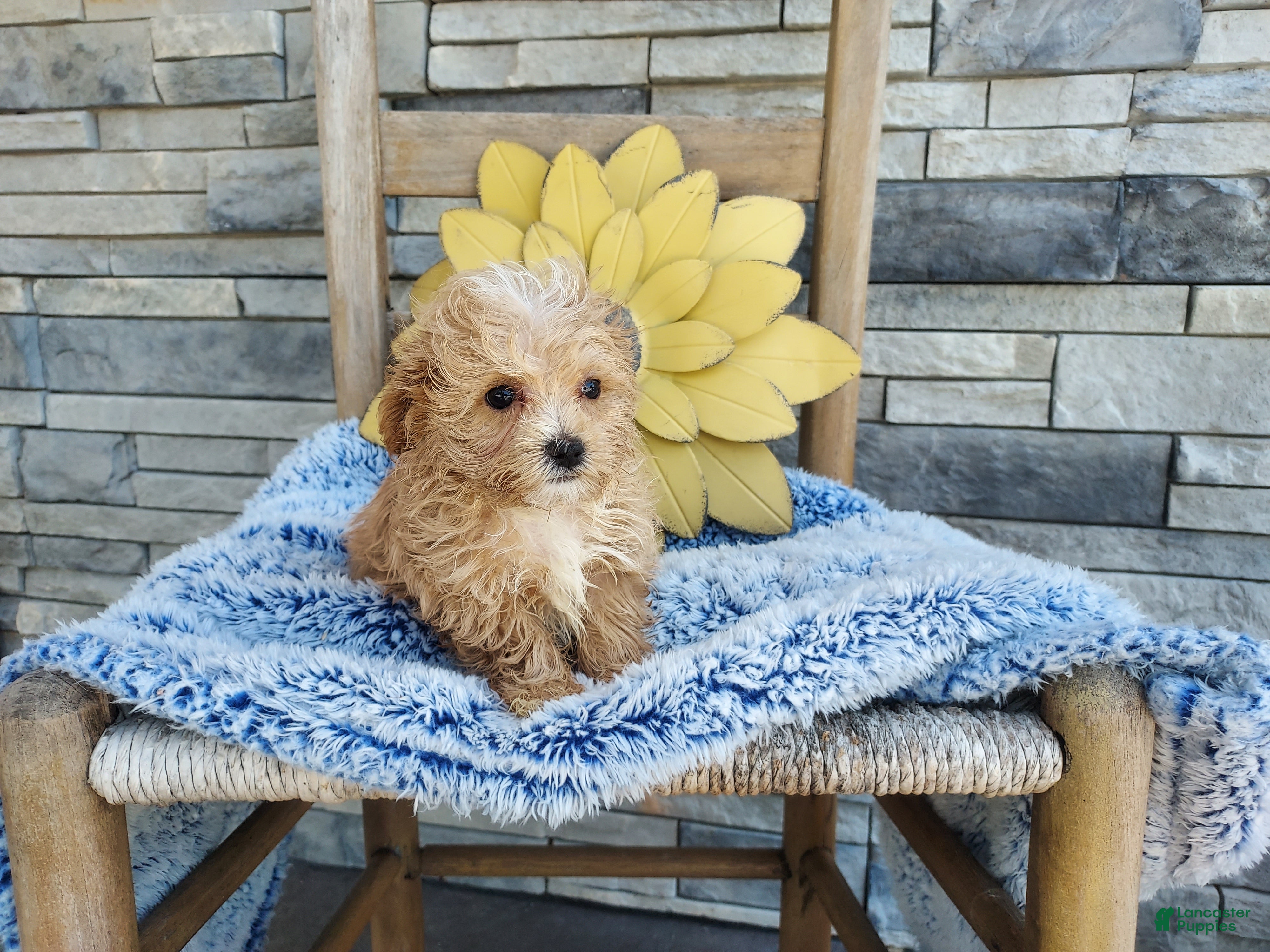 Maltipoo dogs Liam - Ad 2