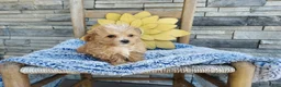 Maltipoo dogs for sale: Liam - Ad 2