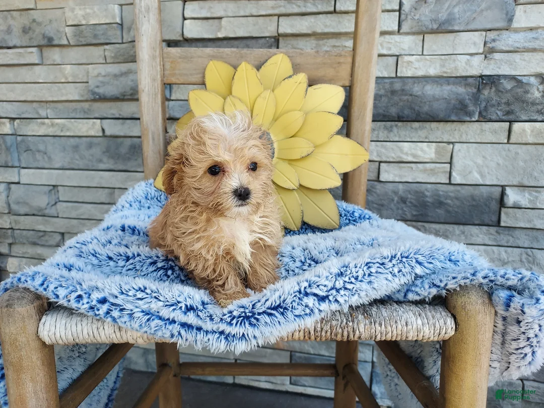 Maltipoo dogs for sale: Liam - Ad 2