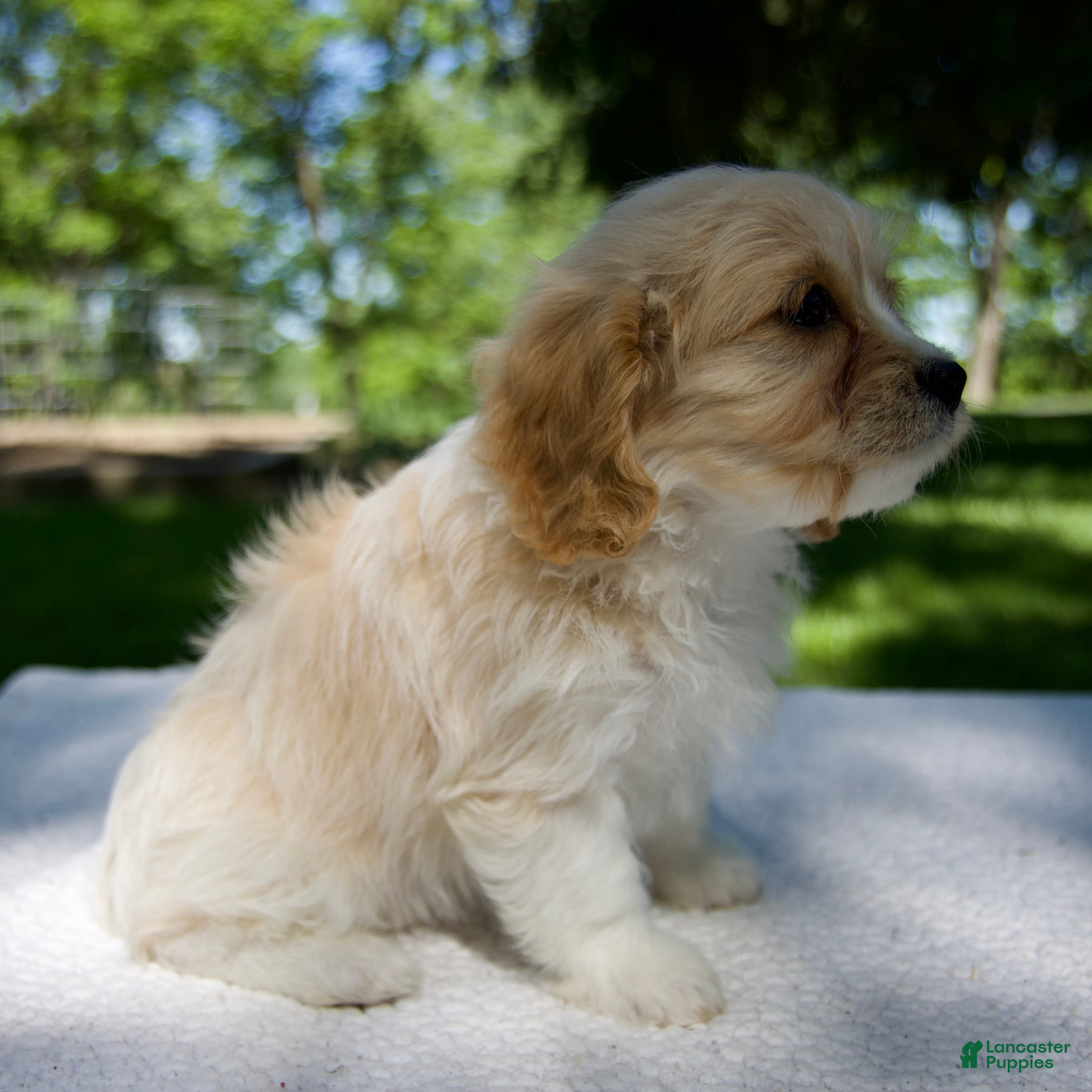 Cavapoo dogs for sale: Ella - Ad 4
