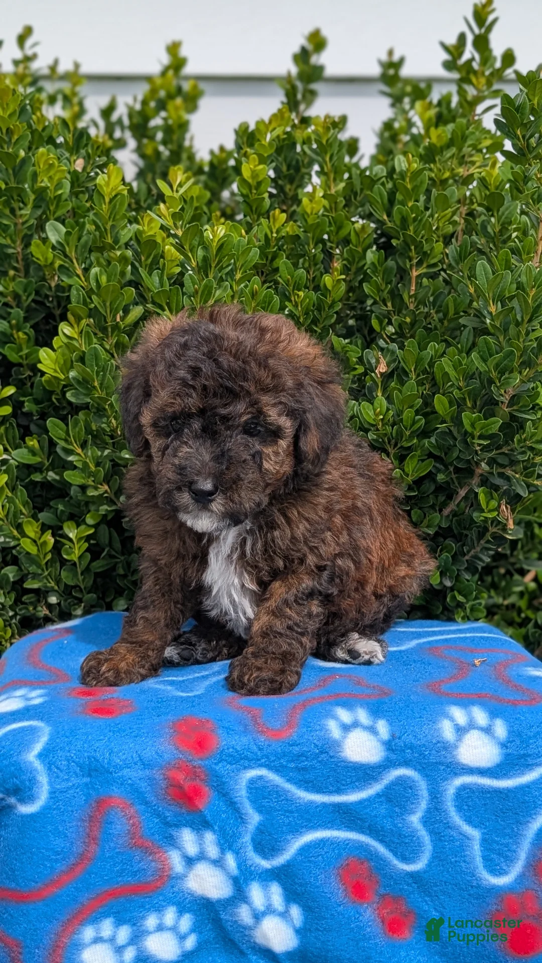 Mixed Breed dogs for sale: Duke - Ad 2