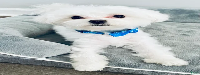 Hammy