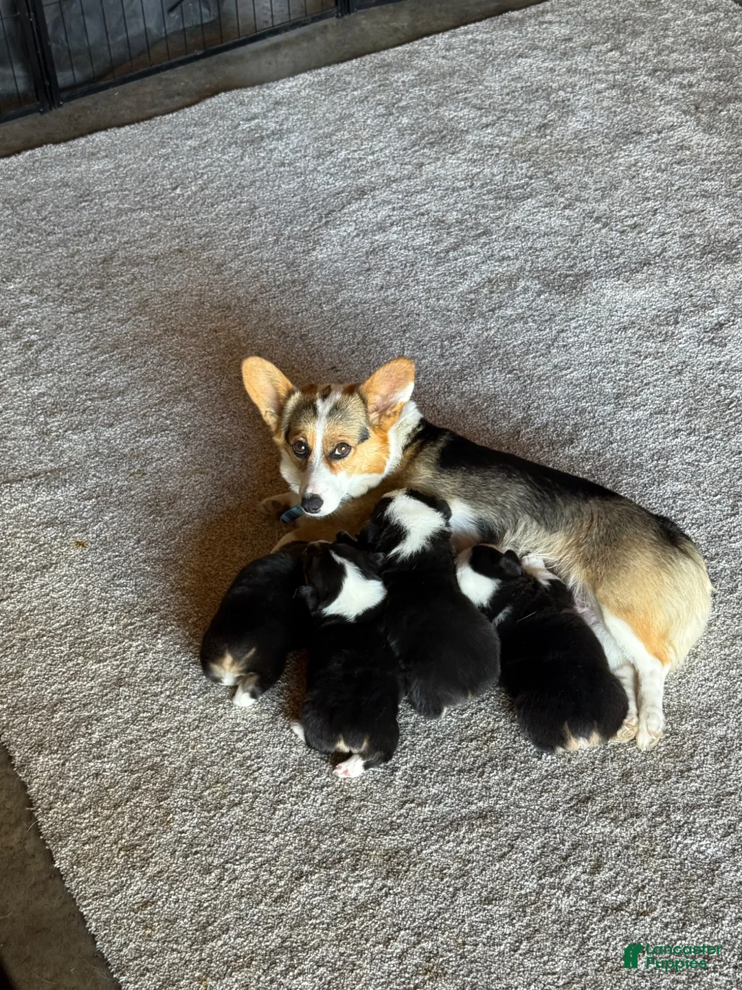 Welsh Corgi Pembroke dogs for sale: Welsh Corgi Pembroke 1 - Ad 2