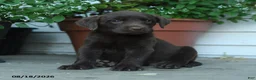 Labrador Retriever dogs for sale: Phoebe - Ad 1