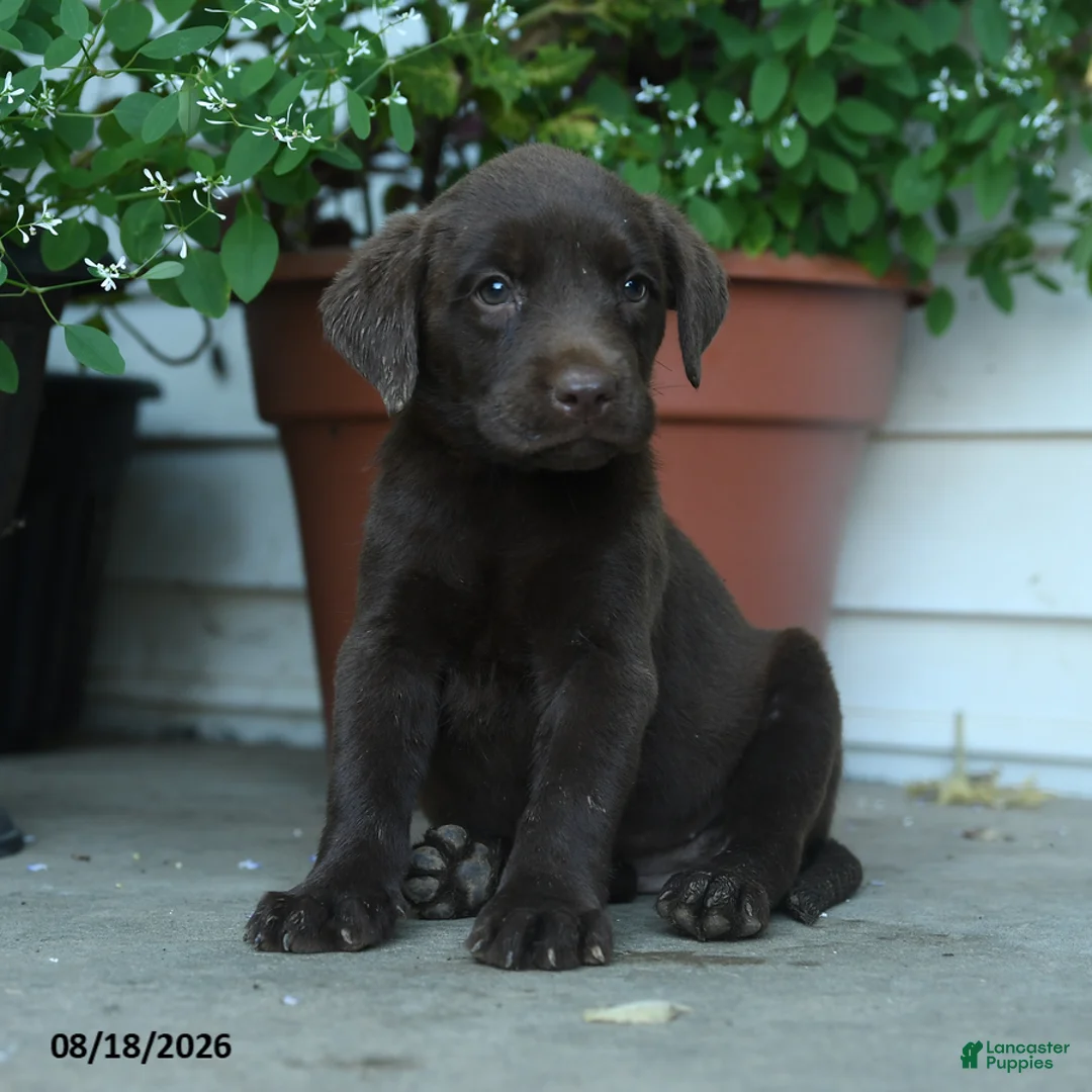 Labrador Retriever dogs for sale: Phoebe - Ad 1