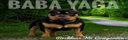 American Bully dogs for sale: Orien - Ad 6