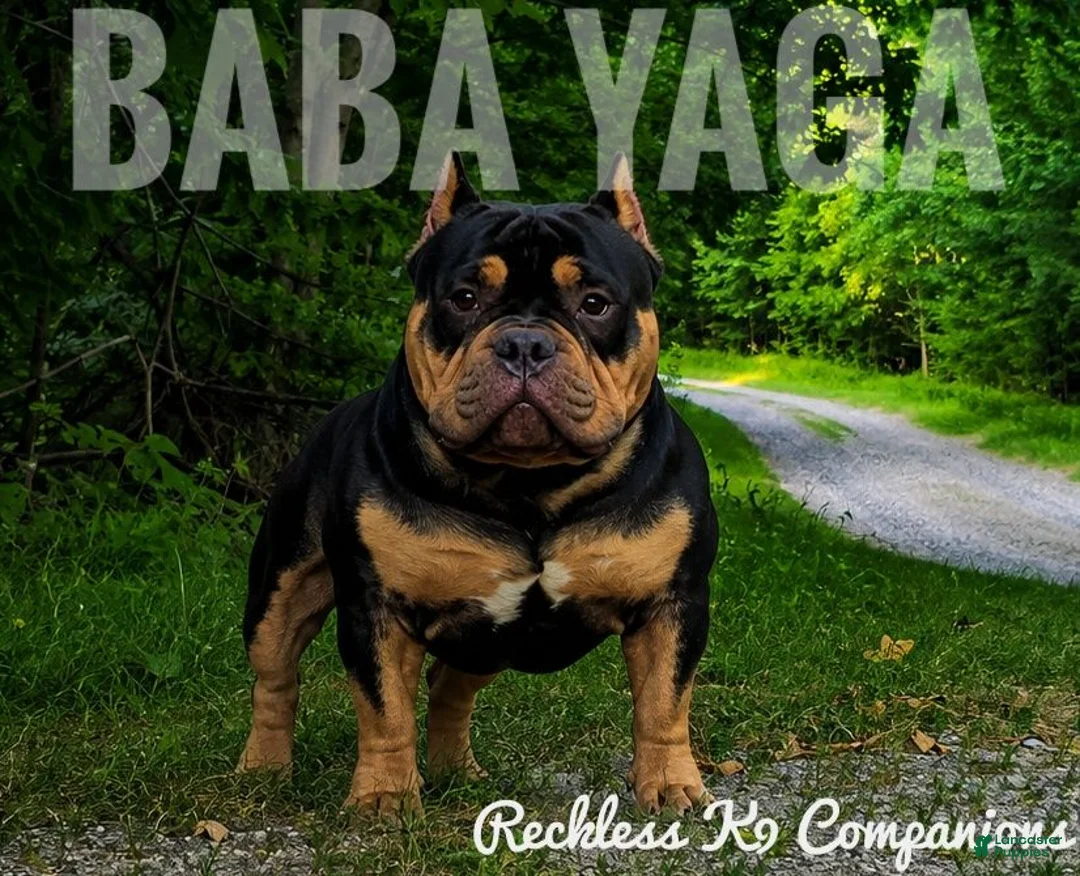 American Bully dogs for sale: Orien - Ad 6