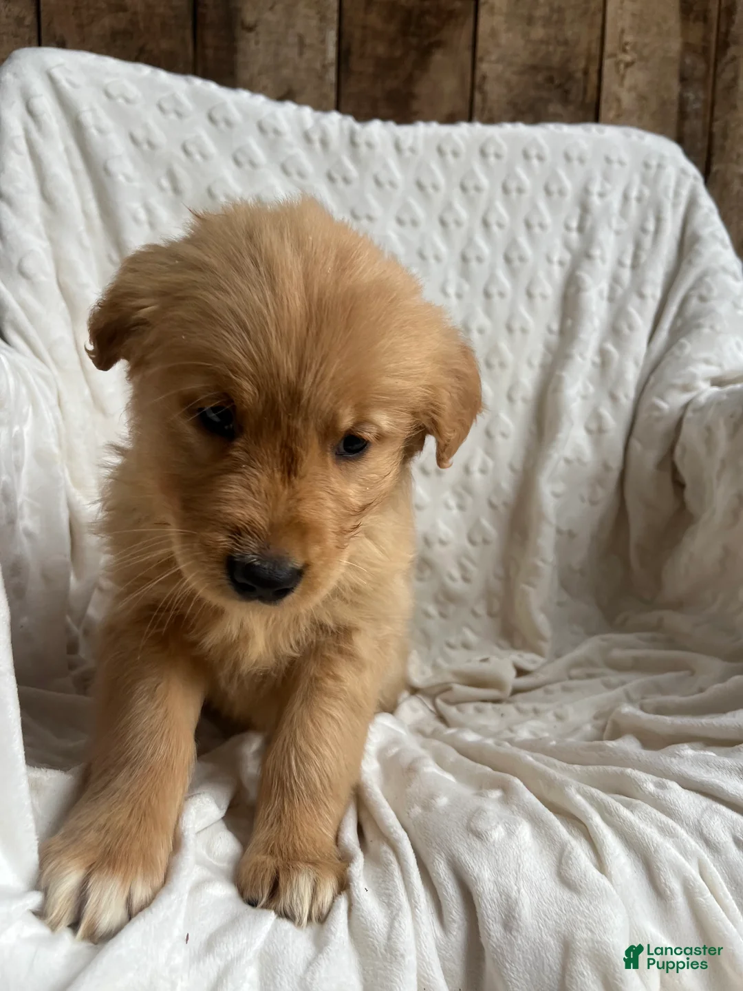 Golden Retriever dogs for sale: Golden Retriever Puppy 6 - Ad 2