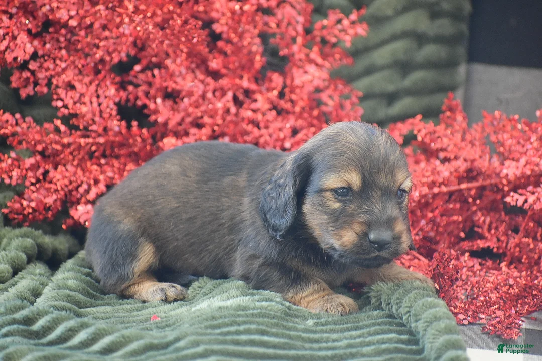 Miniature Dachshund dogs for sale: Anthony - Ad 6