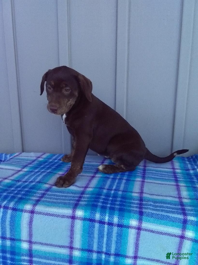 Labrador Retriever dogs Rosie - Ad 1
