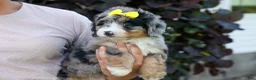 Mini Bernedoodle dogs for sale: 🐾 Peaches 🐾 - Ad 3