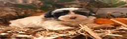 Havapoo dogs for sale: Bell  - Ad 2