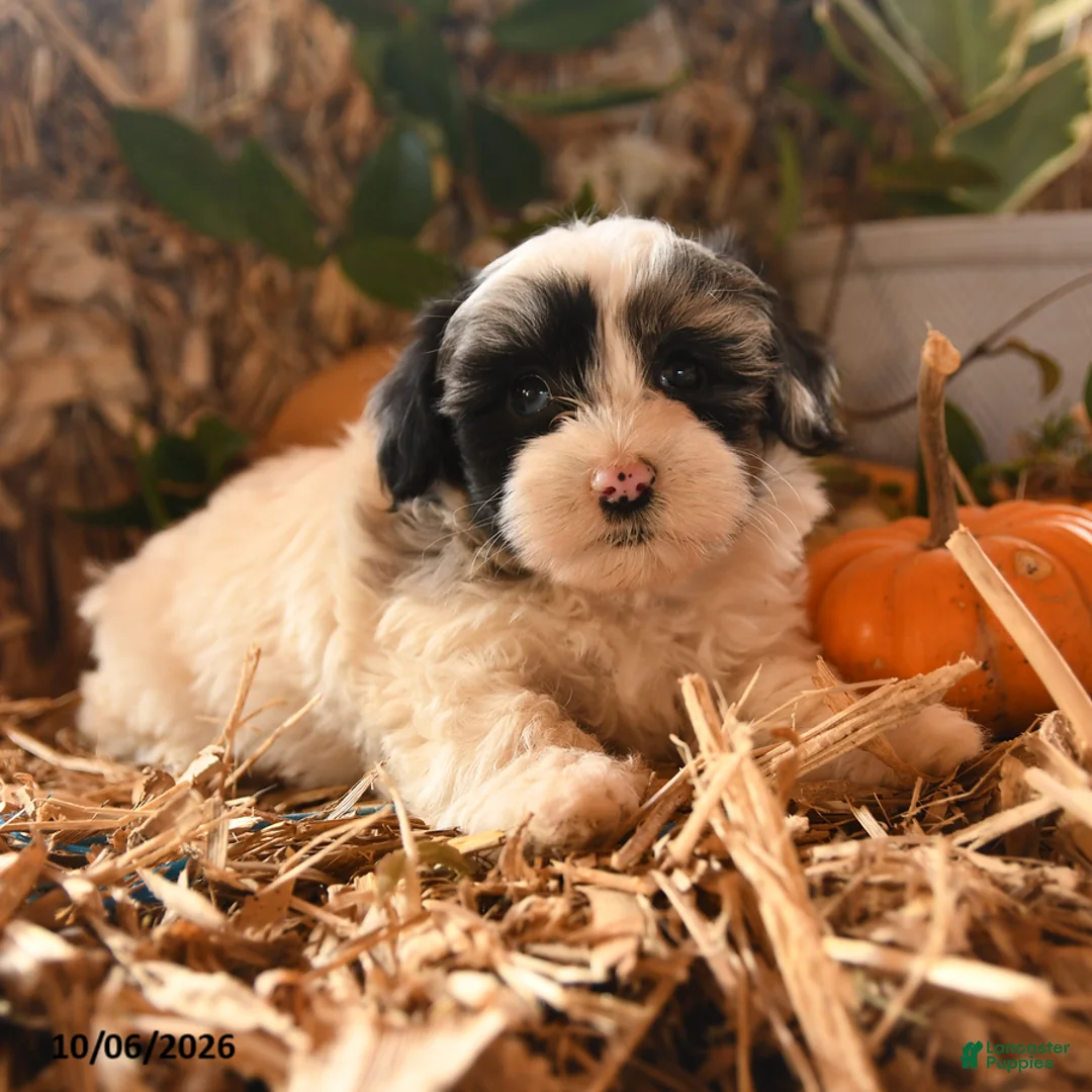 Havapoo dogs for sale: Bell  - Ad 2