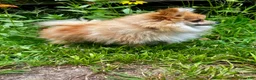 Pomeranian dogs for sale: Pomeranian 1 - Ad 4