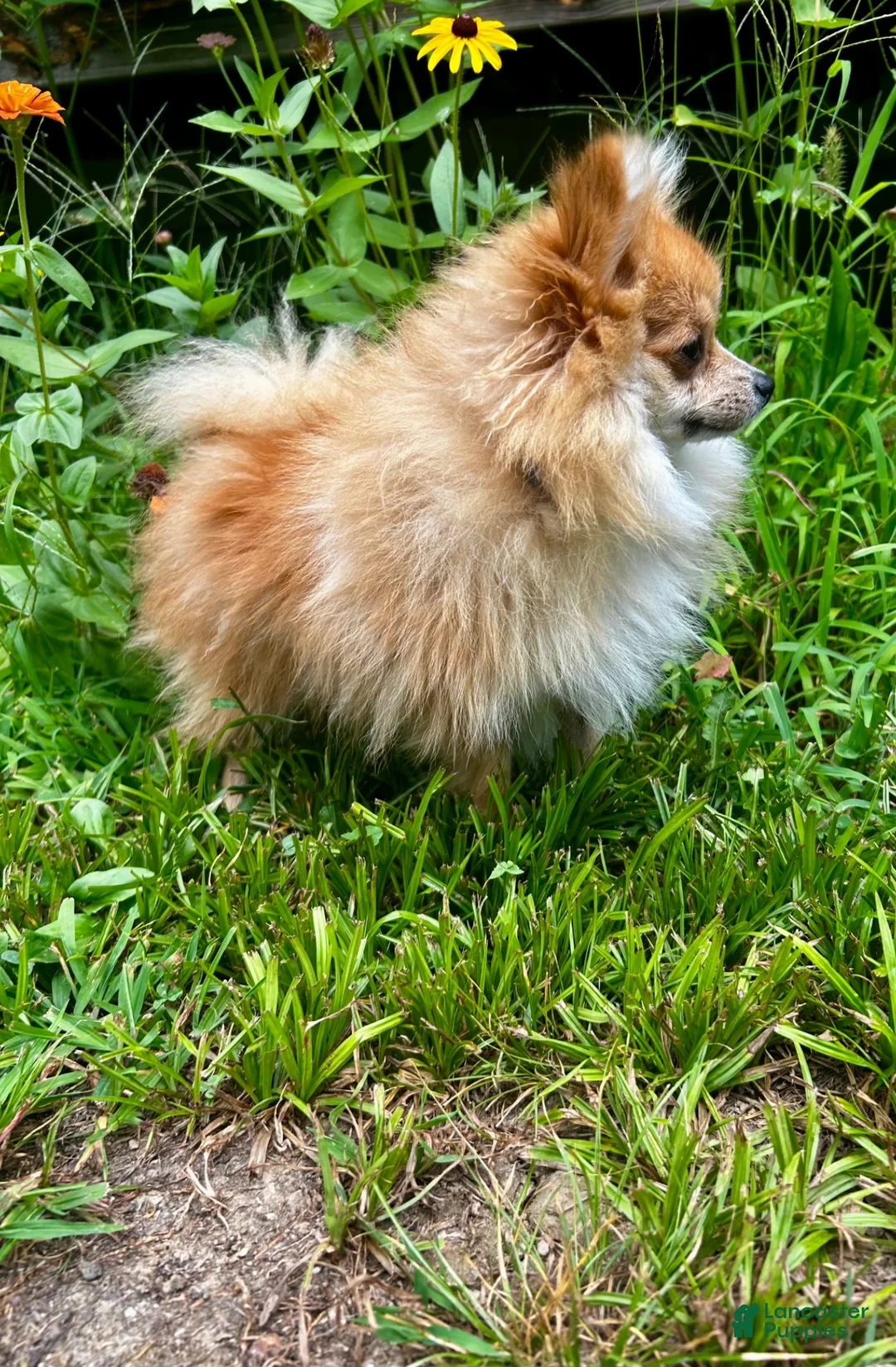 Pomeranian dogs for sale: Pomeranian 1 - Ad 4