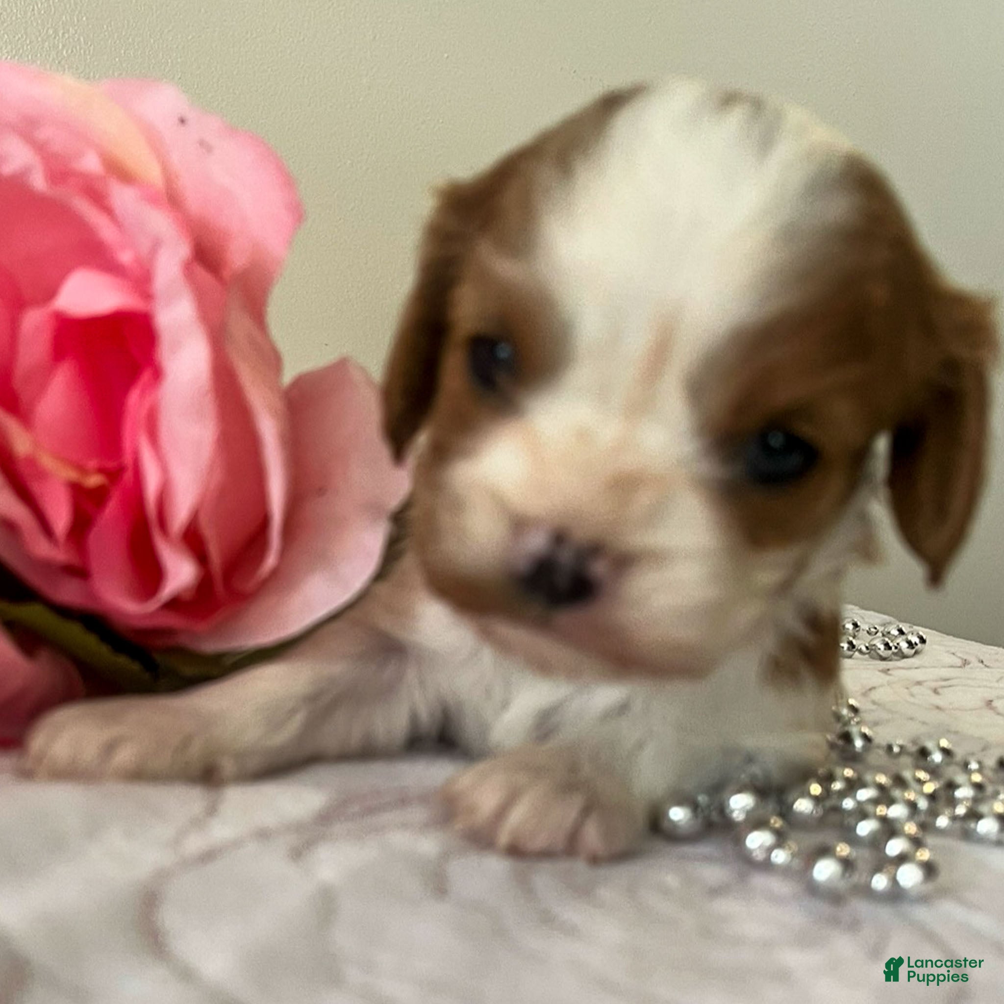 Cavalier King Charles Spaniel dogs Monica - Ad 22