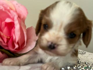 Cavalier King Charles Spaniel dogs Monica - Ad 22