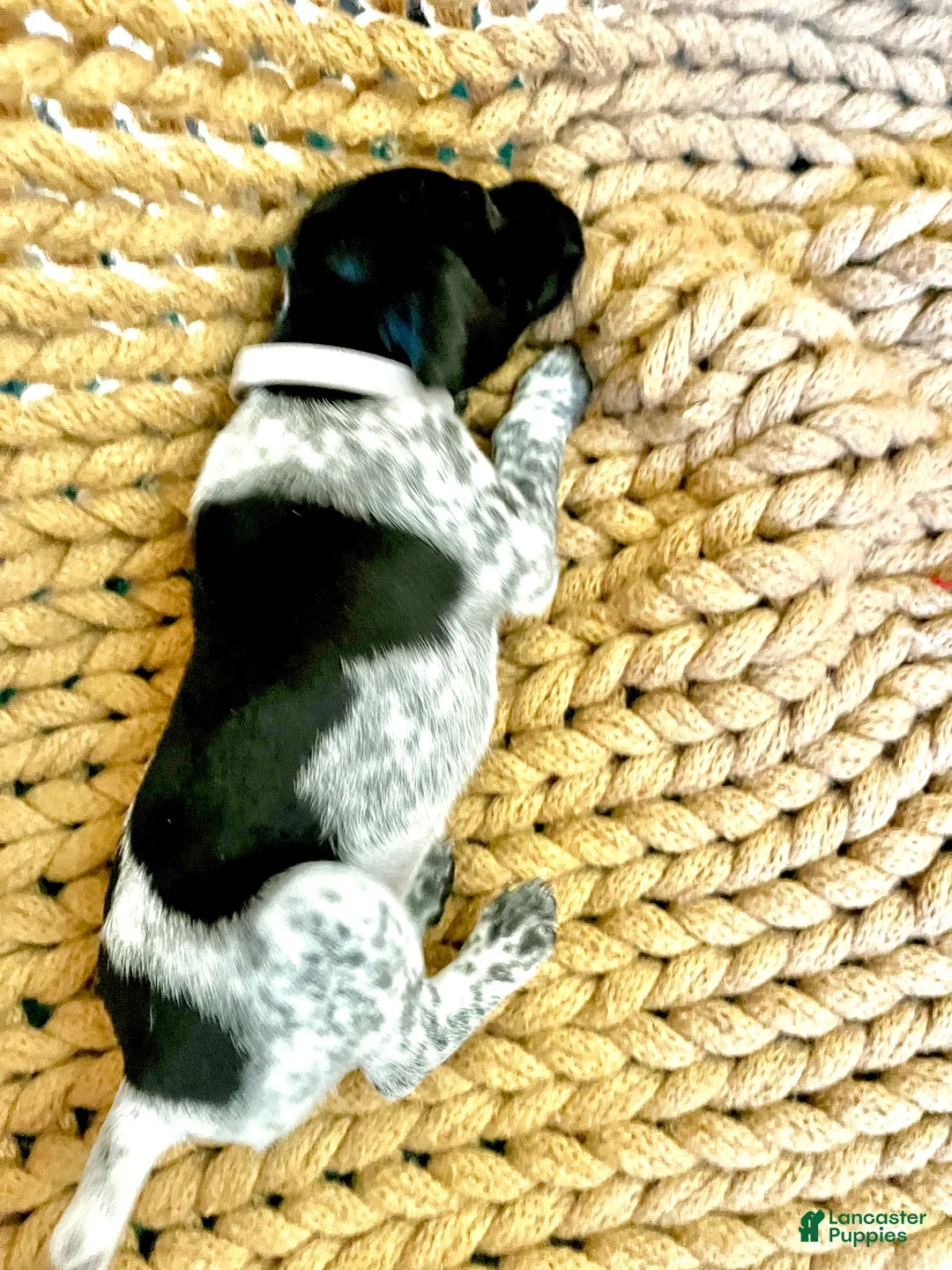 German Shorthaired Pointer dogs for sale: German Shorthaired Pointer Puppy 8 - Ad 2