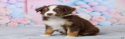 Australian Shepherd dogs for sale: Daisy - Ad 4