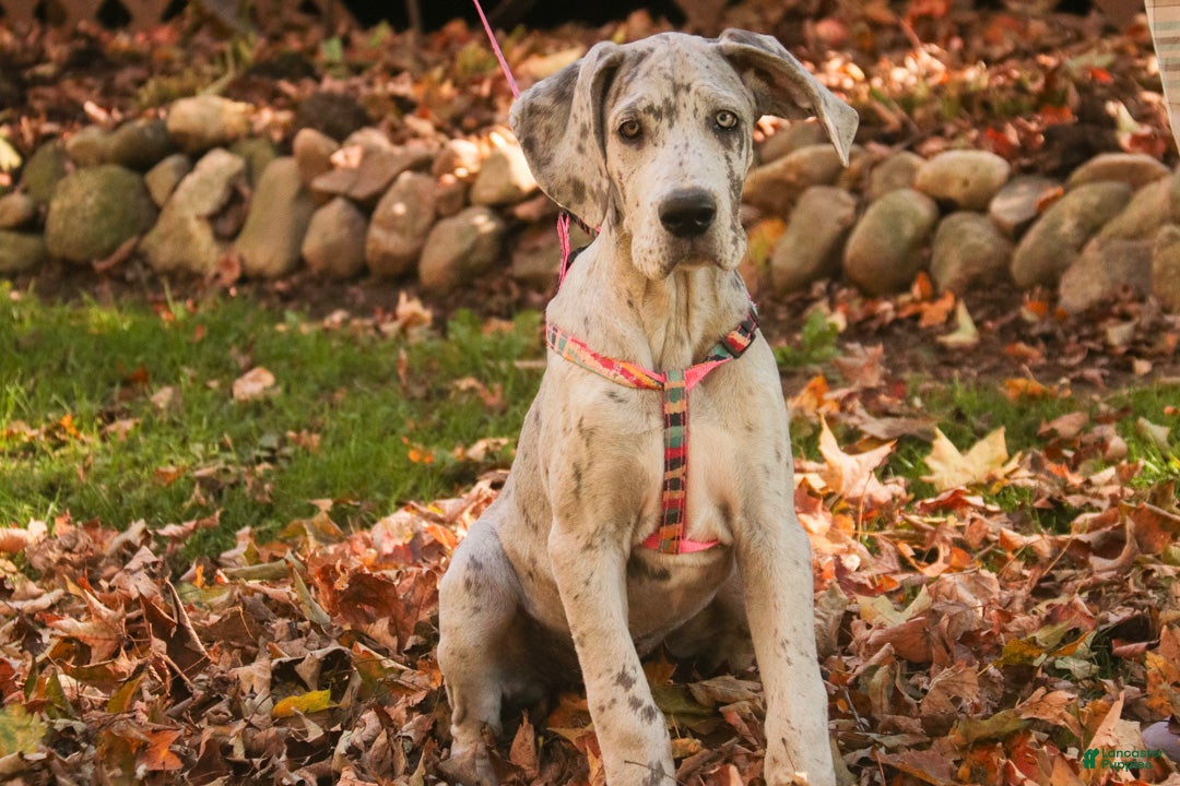 Great Dane dogs for sale: Beatrice Great Dane  - Ad 1