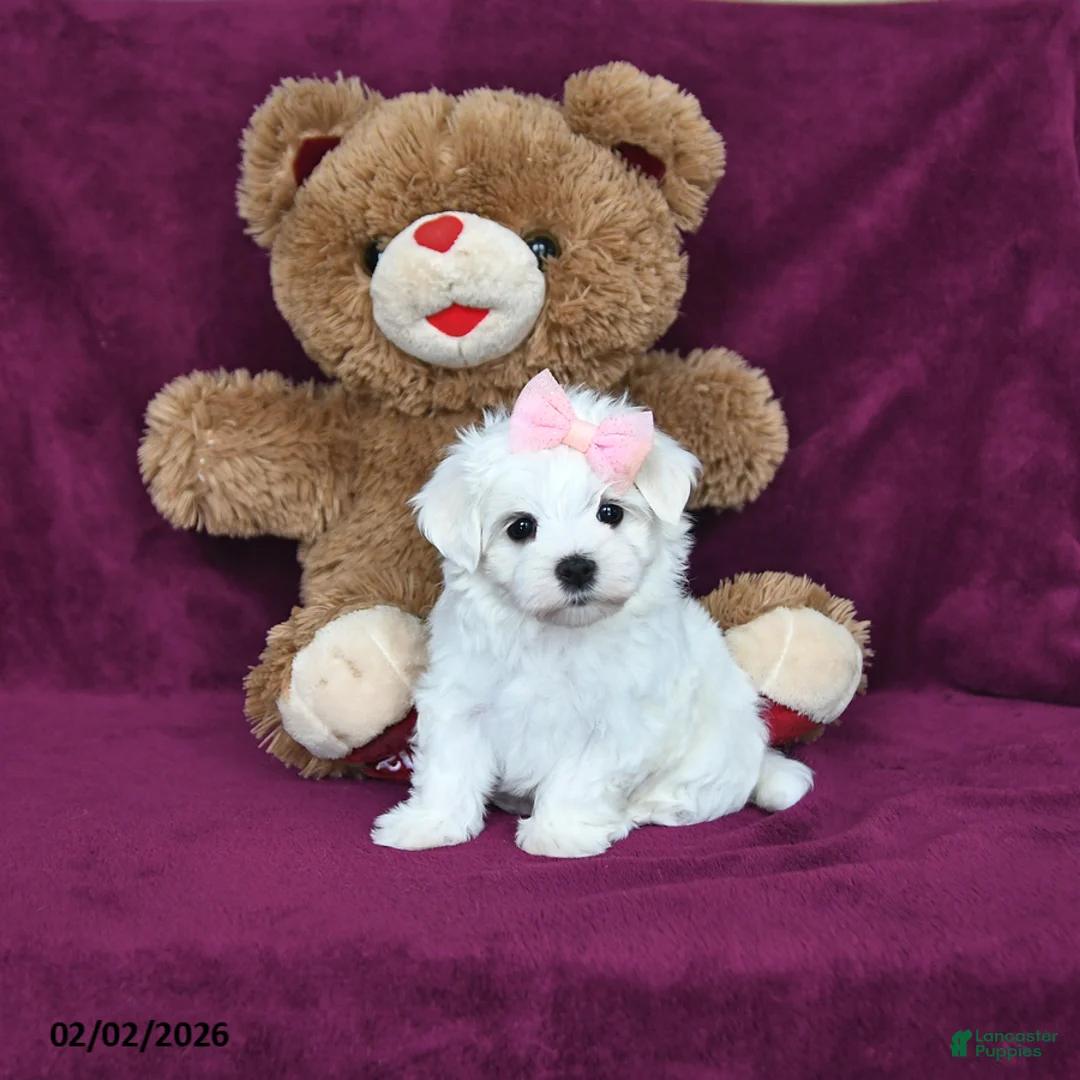 Maltese dogs for sale: Sweetie - Ad 5